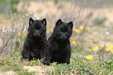 SCHIPPERKE 156